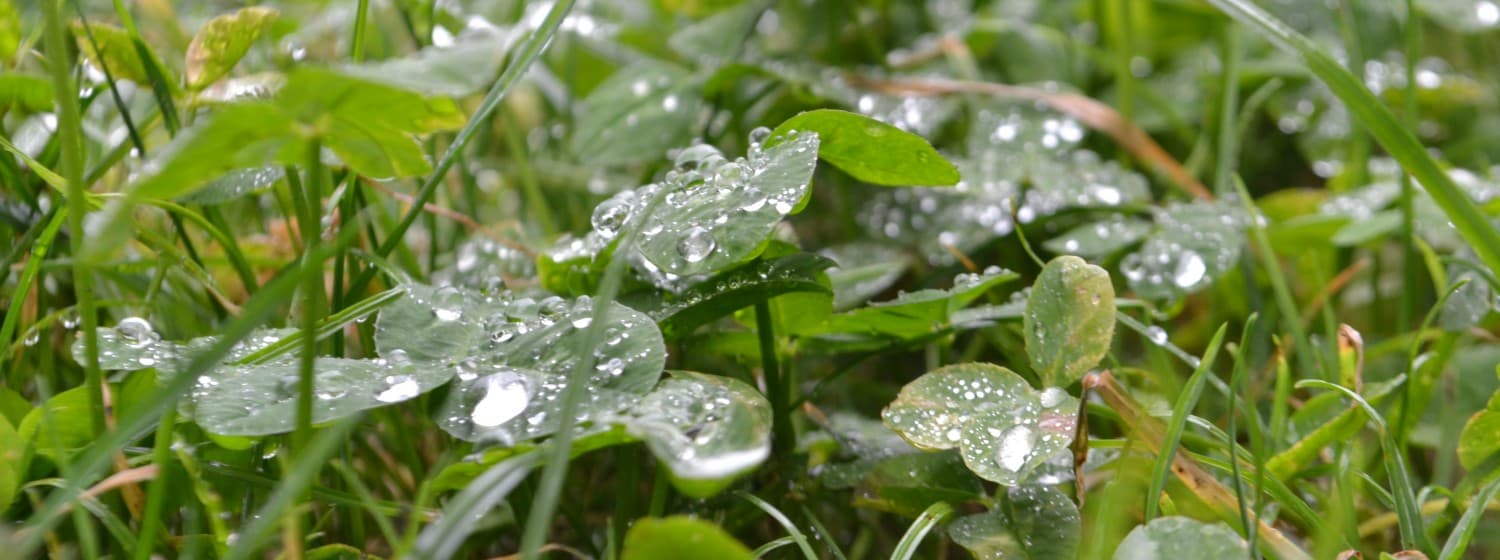 Trèfles et brins d’herbe couverts de gouttes de rosée