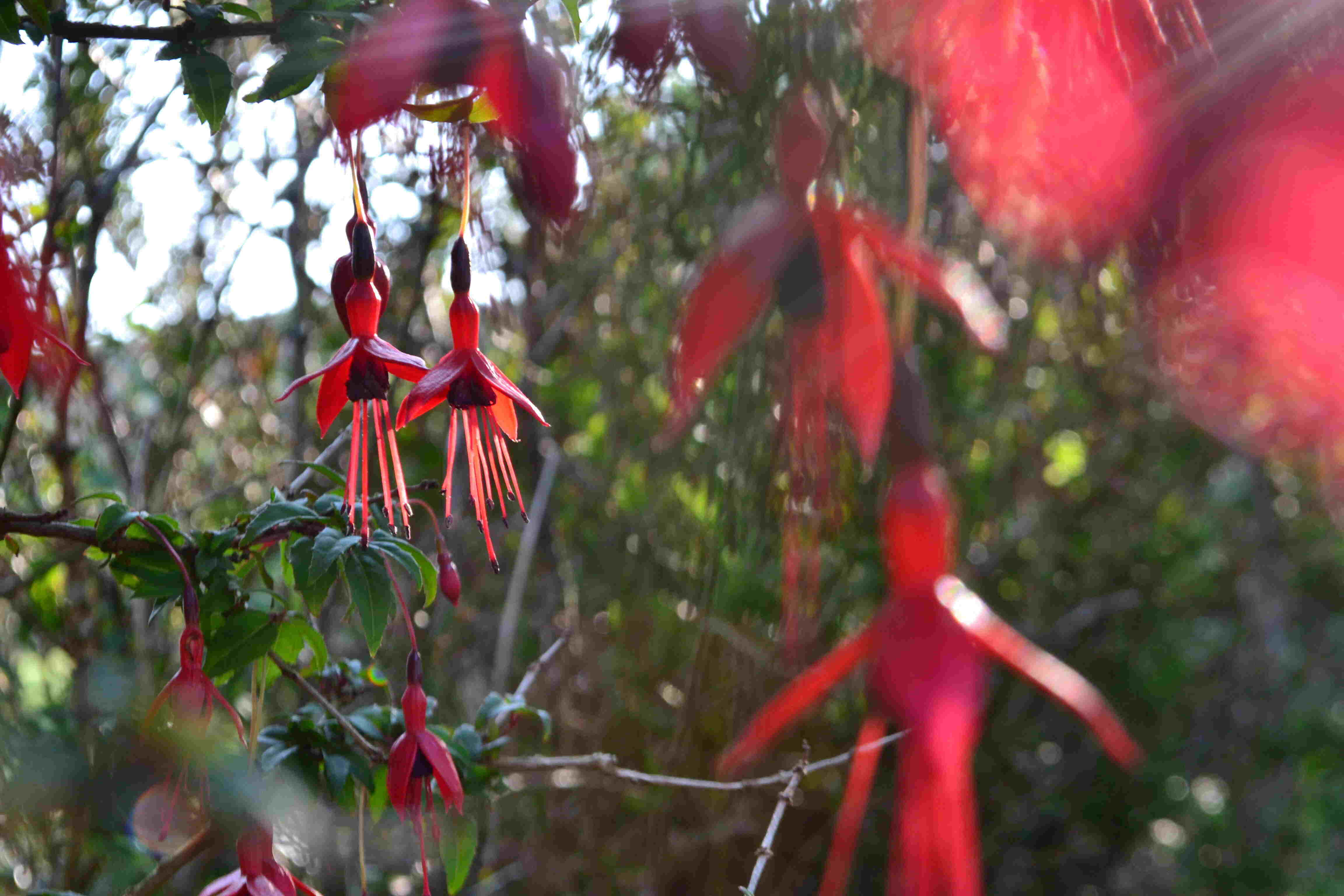 Fleurs de fuchsia rouges en gros plan, dans une haie ensoleillée
